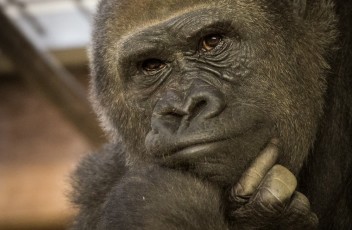 the thinker
