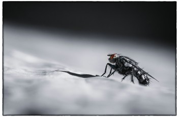whom to bug next ...?