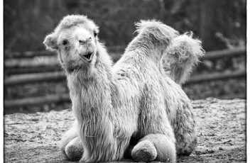 hey dude - you don't wanna take me on a ride, do ya !?