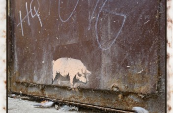 free-ranging pig