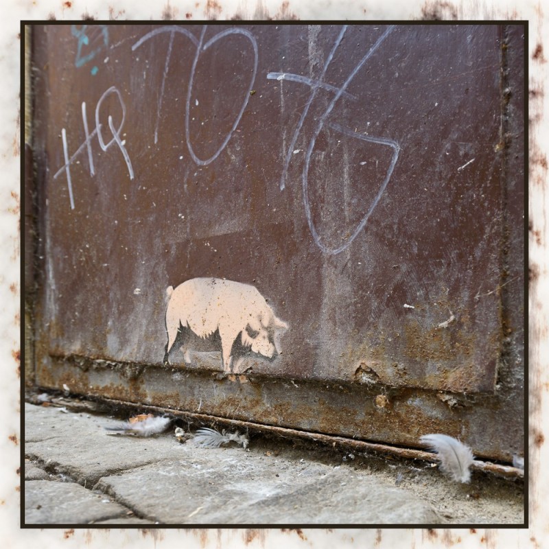 freilaufendes Schwein