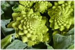 Romanesco