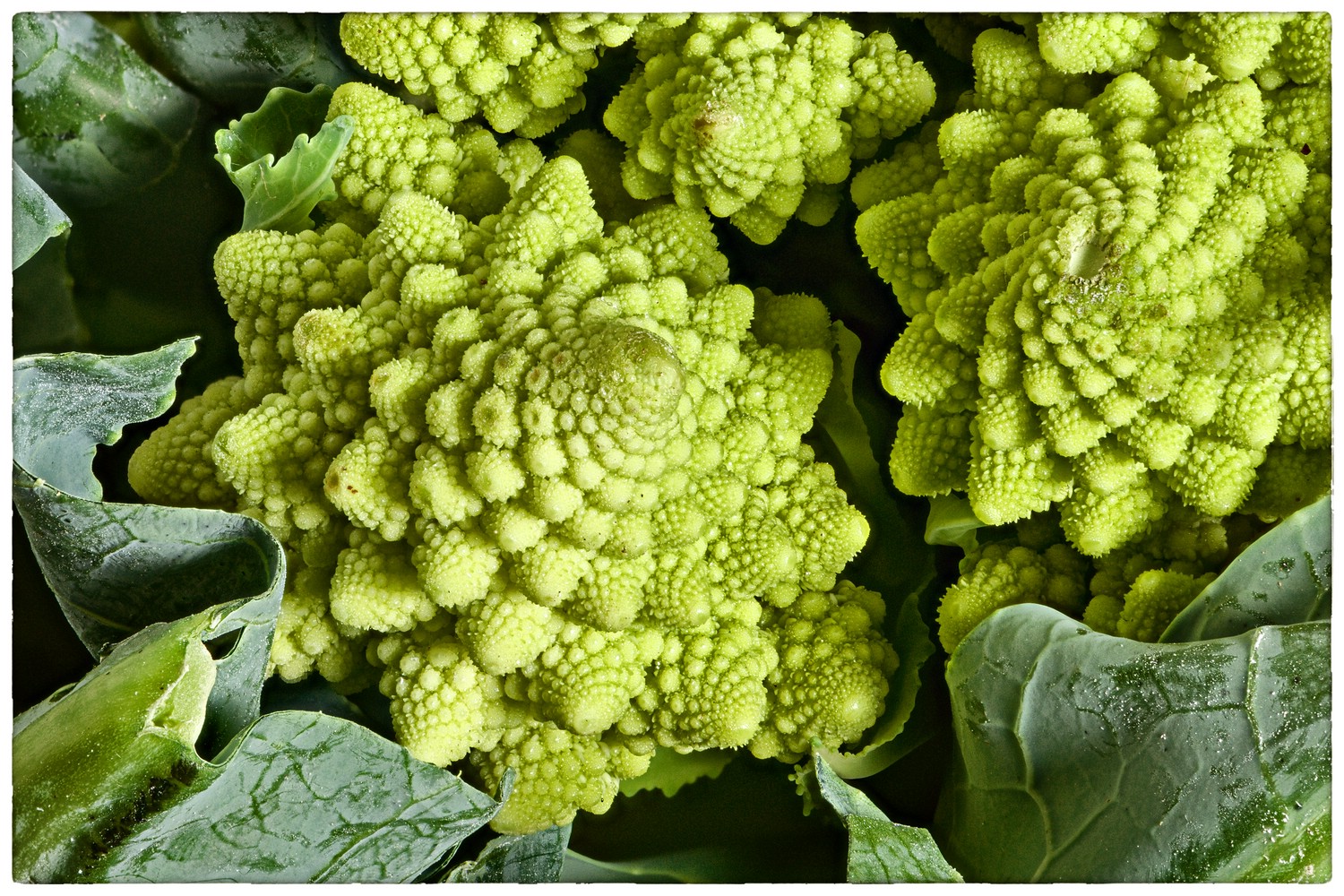 Romanesco